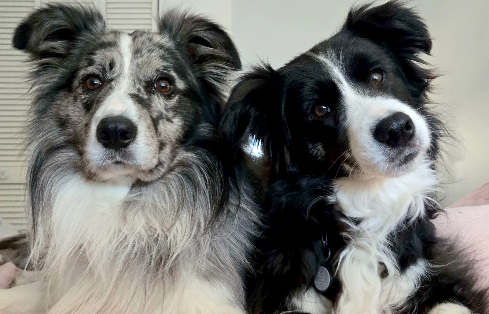 Two dogs sitting together